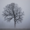 foggy-tree-ridgefield