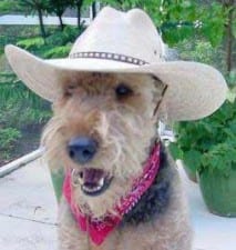 dog_cowboy_hat