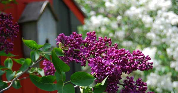 Lilac Days At Hulda Klager Lilac Gardens Clark County Live